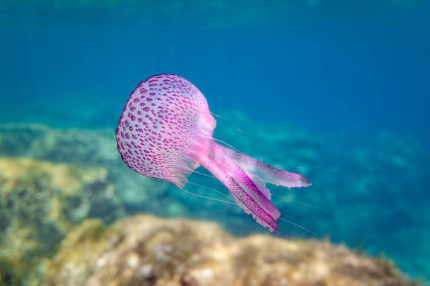 Purple Jellyfish ( Pelagia noctiluca ) on Mediterranean Sea - Majorca Island Pelagia noctiluca is a jellyfish in the family Pelagiidae and the only currently recognized species in its genus. It is typically known in English as the mauve stinger, but other common names are purple-striped jelly (causing potential confusion with Chrysaora colorata), purple stinger, purple people eater, purple jellyfish, luminous jellyfish and night-light jellyfish. jellyfish stock pictures, royalty-free photos & images