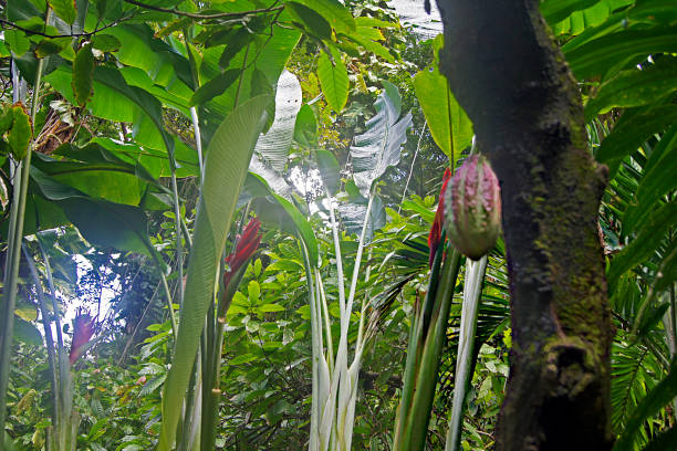 istock Cocoa tree, Soufriere, Saint Lucia, France 1341288389