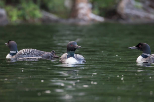 istock common loon or great northern diver 1341288554