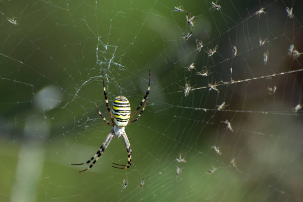istock A wasp spider (Argiope bruennichi) on spiderweb. Arachnids of meadows and steppes. 1341289237