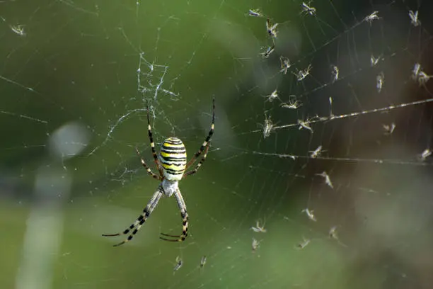 A wasp spider (Argiope bruennichi) on spiderweb. There are insects on the web that are entangled. Arachnids of meadows and steppes.