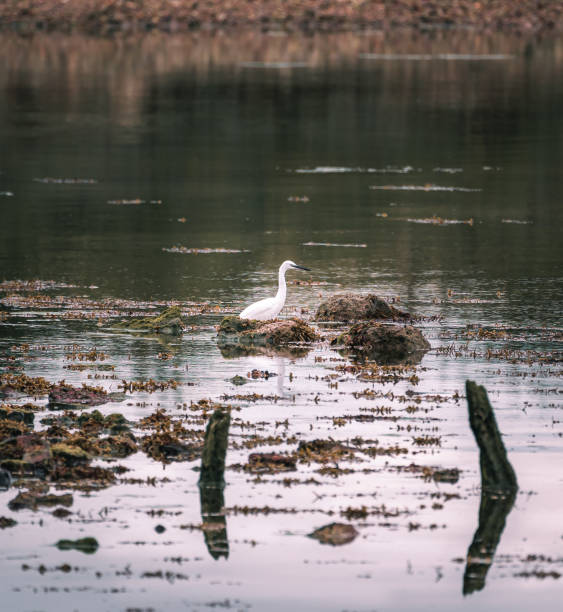 istock White bird of Hayling Island 1341289554