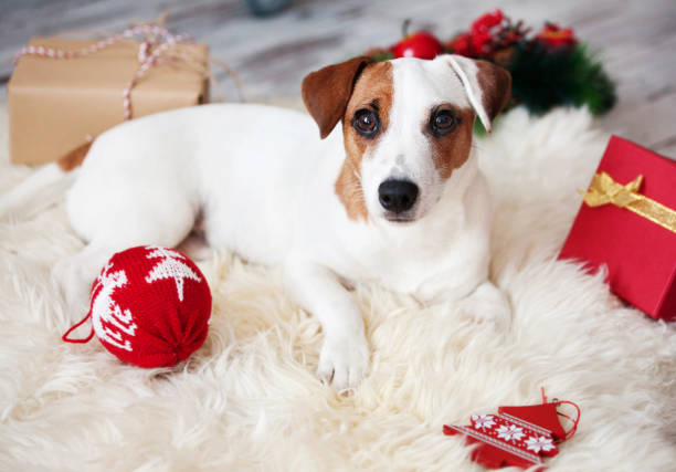 istock Dog at christmas decoration 1341289703