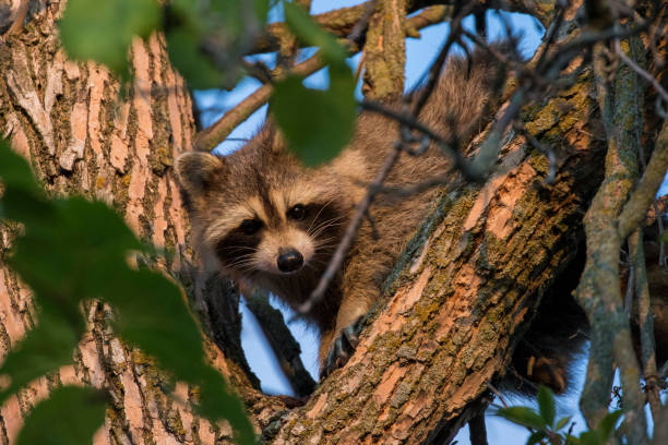 istock raccoon  in the morning light 1341291730