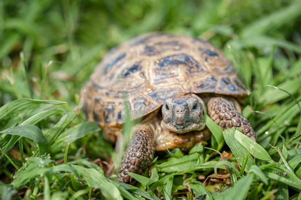 istock Turtle in green grass in summer 1341291786