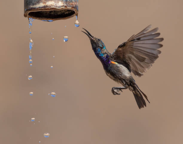 istock birds from Oman wild life 1341291940