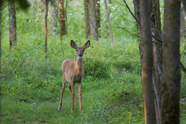 istock white-tailed deer Fawn 1341291951