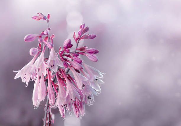 Pink bell flower