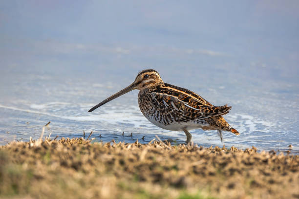 Common Snipe Common Snipe (Gallinago gallinago) feeding on the seashore common snipe stock pictures, royalty-free photos & images