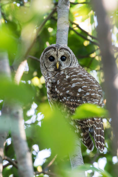 istock barred owl  in summer 1341292208
