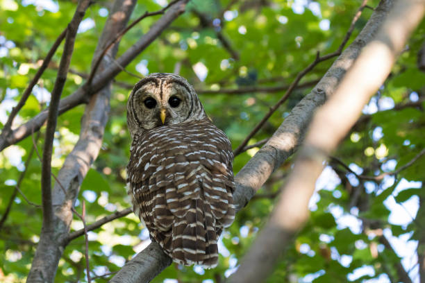 istock barred owl  in summer 1341292210