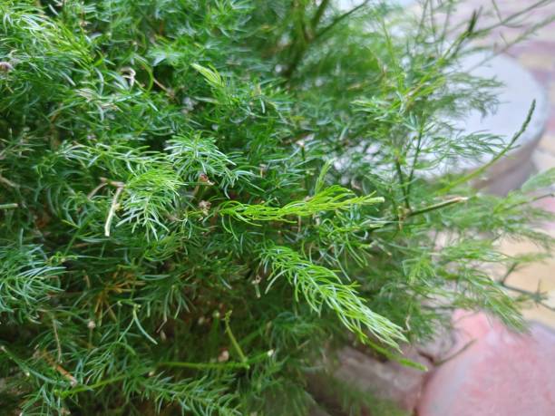 istock Asparagus racemosus , shatavari, 1341293337