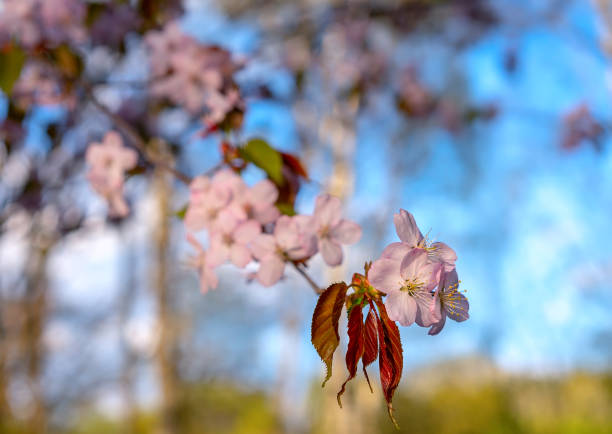 Blooming cherry on a background of blue sky on a spring sunny day.