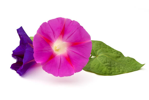 Morning Glory Common Morning Glory (Ipomoea purpurea) on a white background ipomoea purpurea stock pictures, royalty-free photos & images