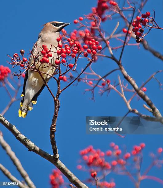 Zedernseidenschwanz Stockfoto und mehr Bilder von Baum - Baum, Beere - Obst, Beere - Pflanzenbestandteile