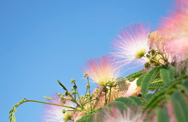 Lemkaran acacia against the blue sky