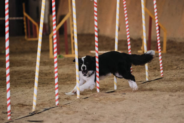 istock Black and white border collie overcomes slalom projectile with several vertical sticks sticking out of the sand. Agility competitions, sports with dog. Future winner and champion. 1341297151