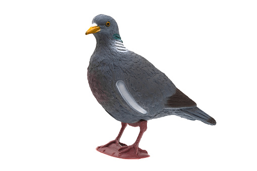 Plastic stuffed pigeon. Hunting bird bait. Isolate on a white background.