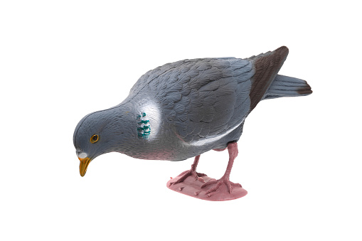 Plastic stuffed pigeon. Hunting bird bait. Isolate on a white background.