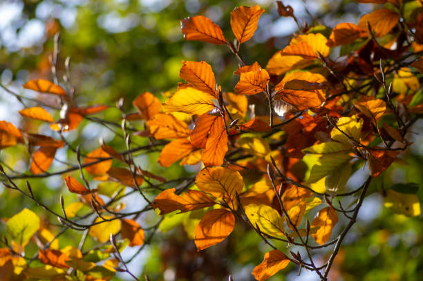 istock Beech tree leaves on the branch during autumnal day in sunlight, bright fall colors 1341298401
