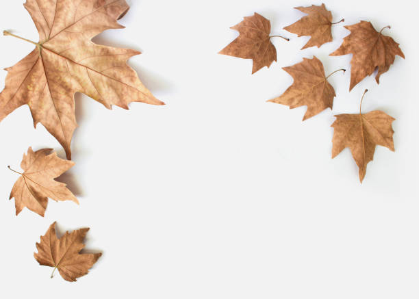 istock Flat lay composition with autumn leaves and space for text on white background.Autumn composition. 1341298411