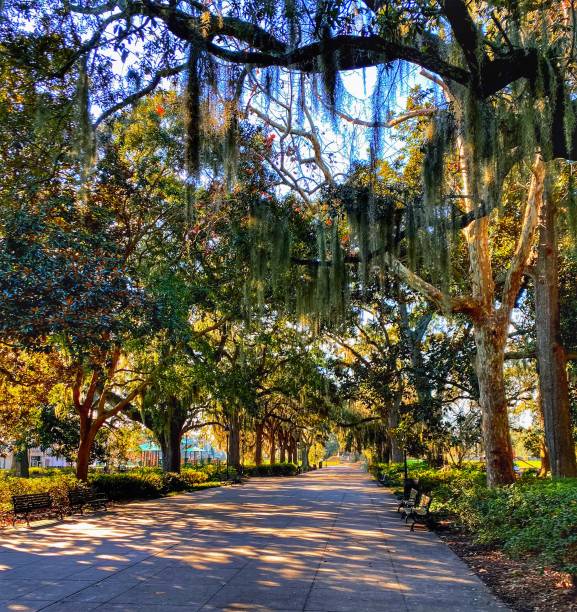 Beautiful towering oak trees frame the walkway of Forsyth Park , a large city park that occupies 30 acres in the historic district of Savannah, Georgia, United States.
