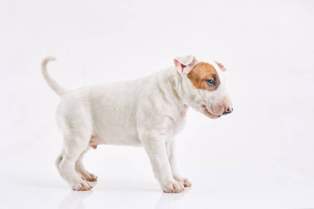 istock Bull terrier dog isolated against grey background. Studio portrait. Miniature bull terrier puppy posing on shot. 1341299144