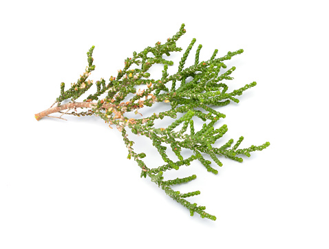 Chamaecyparis, common names cypress or false cypress isolated on white background