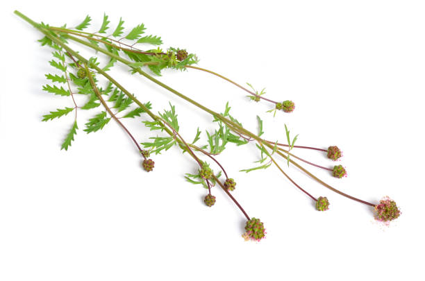 istock Sanguisorba officinalis, commonly known as great burnet. Isolated on white background 1341300113