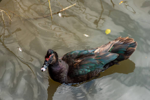 istock Brown duck on small pond in ZOO garden 1341300763