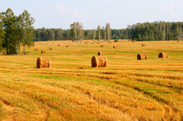 field stock photo