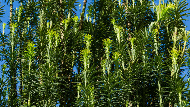 cephalotaxus harringtonii drupacea fastigiata depressa, connu sous le nom d’if prunier japonais, de céphalotaxus de harrington ou de pin à queue de vache poussant dans arboretum park southern cultures à sirius (adler) sotchi. - formal garden tropical climate park plant photos et images de collection