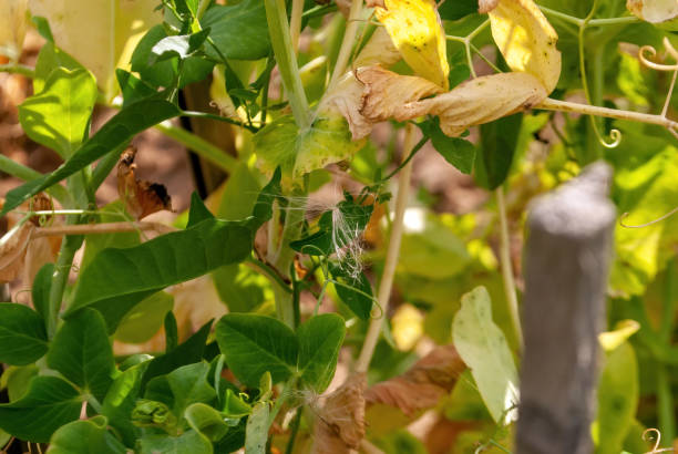 istock pea pods on plants in the bed 1341302451