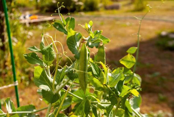 istock pea pods on plants in the bed 1341302672