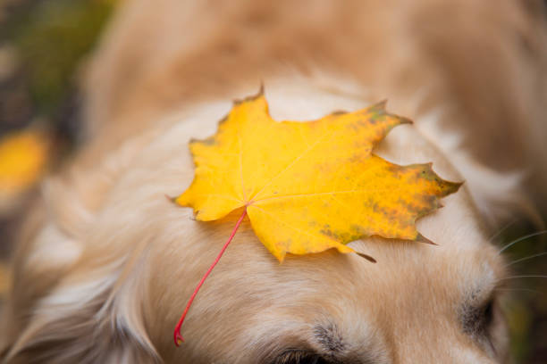 istock A dog ,a Golden Retriever and a yellow maple leaf. 1341303010