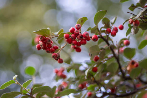 Cotoneaster integerrimus red autumn fruits and green leaves on branches Cotoneaster integerrimus red autumn fruits and green leaves on shtrub branches cotoneaster stock pictures, royalty-free photos & images