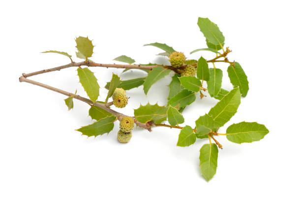 istock Quercus coccifera or kermes oak. Isolated on white background 1341304280