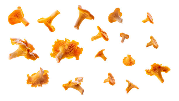 istock Set of isolated various shape chanterelles from different foreshortening 1341304320