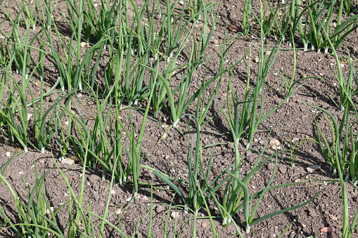 Rows of onions, Allium cepa of unknown variety, growing in a vegetable garden with well cultivated weed free soil as background.