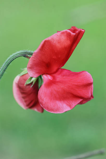 Red sweet pea, Lathyrus odoratus of unknown variety, flower in close up with a blurred background of twigs, and leaves.