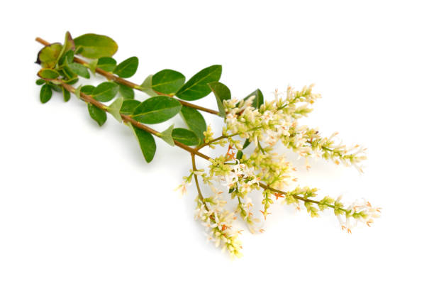 Ligustrum vulgare, wild privet, also sometimes known as common privet or European privet. Isolated. Ligustrum vulgare, wild privet, also sometimes known as common privet or European privet. Isolated privet stock pictures, royalty-free photos & images