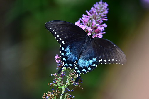 A black swallow-tail butterfly feeds on a purple butterfly bush.