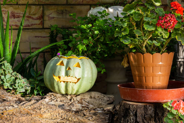 Pumpkin lanterns/Jack o lantern - autumnal and Halloween garden decoration.\nHappy Halloween.