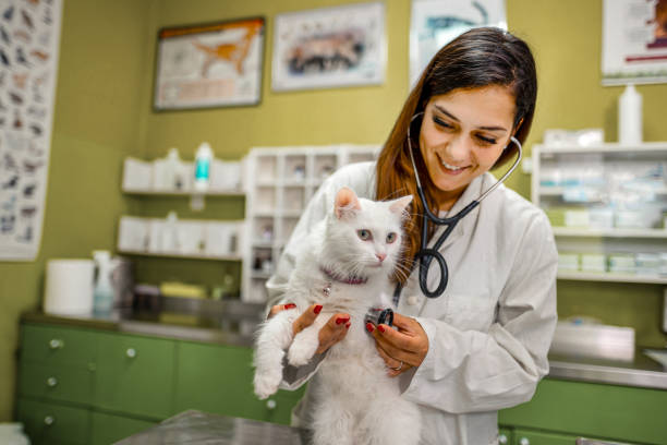 istock Let me listen to your lungs kitty 1341307101