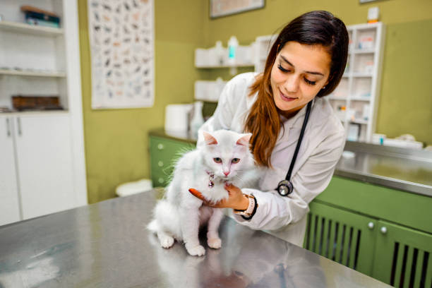 istock White kitty at the vet 1341307104