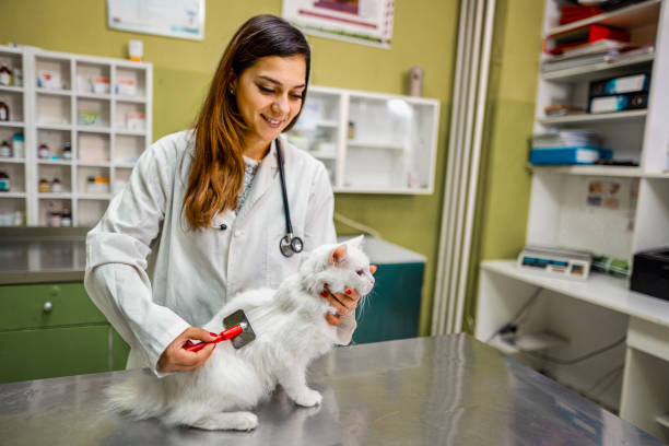 istock Let me brush you kitty 1341307106