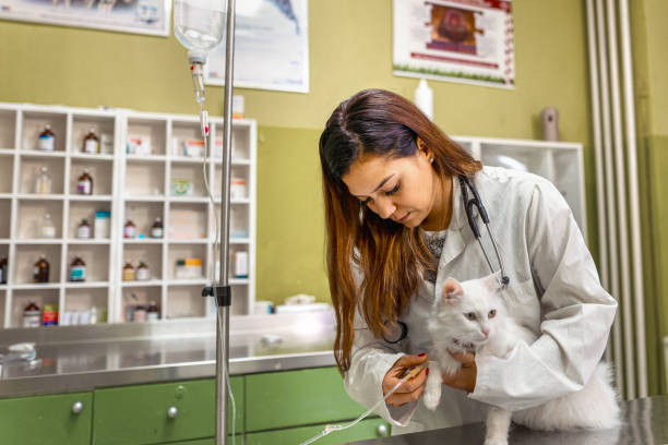 istock Giving IV to the cat 1341307169