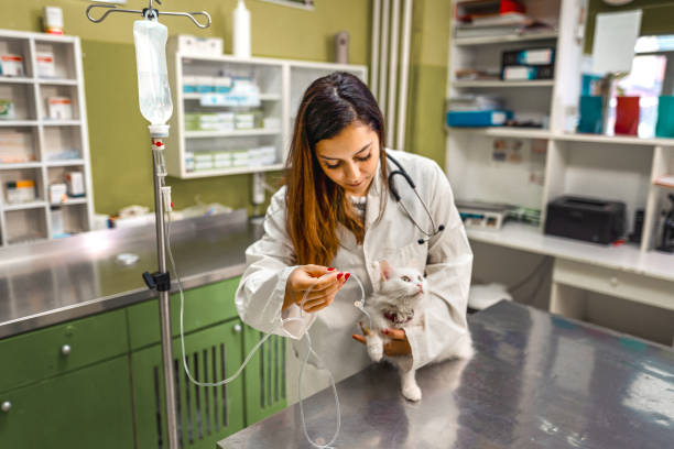 istock Giving IV to the cat 1341307186
