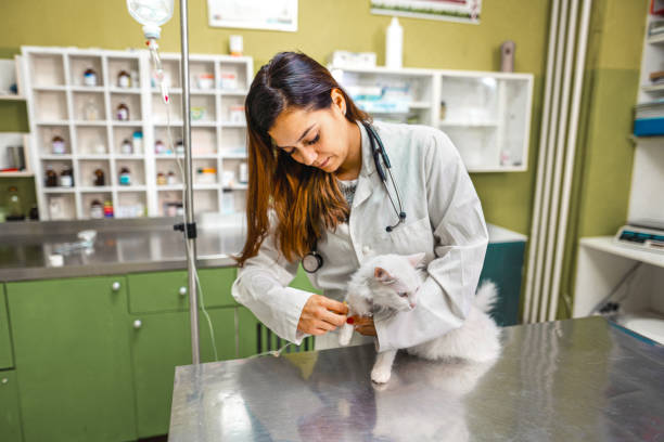 istock Giving IV to the cat 1341307192