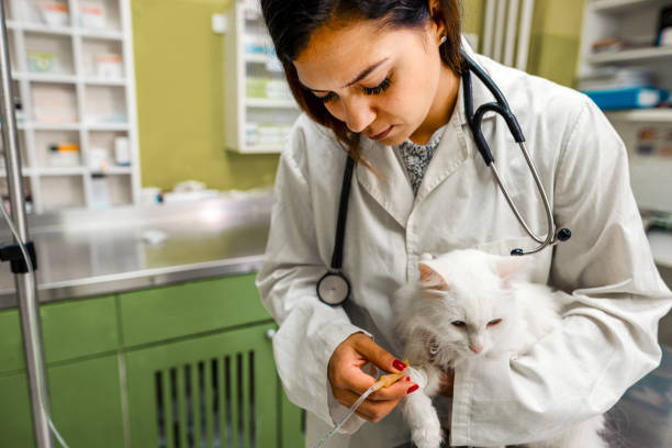 istock Giving IV to the cat 1341307227